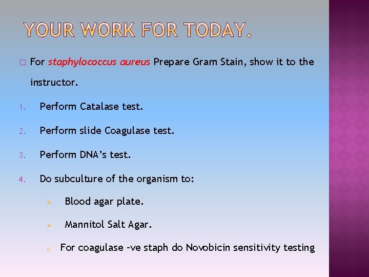 � For staphylococcus aureus Prepare Gram Stain, show it to the instructor. 1. Perform