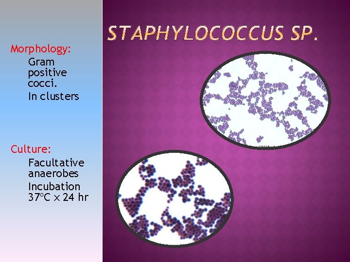 Morphology: Gram positive cocci. In clusters Culture: Facultative anaerobes Incubation 37ºC x 24 hr