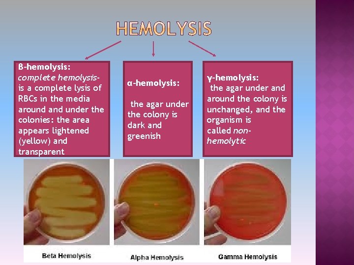 β-hemolysis: complete hemolysisis a complete lysis of RBCs in the media around and under