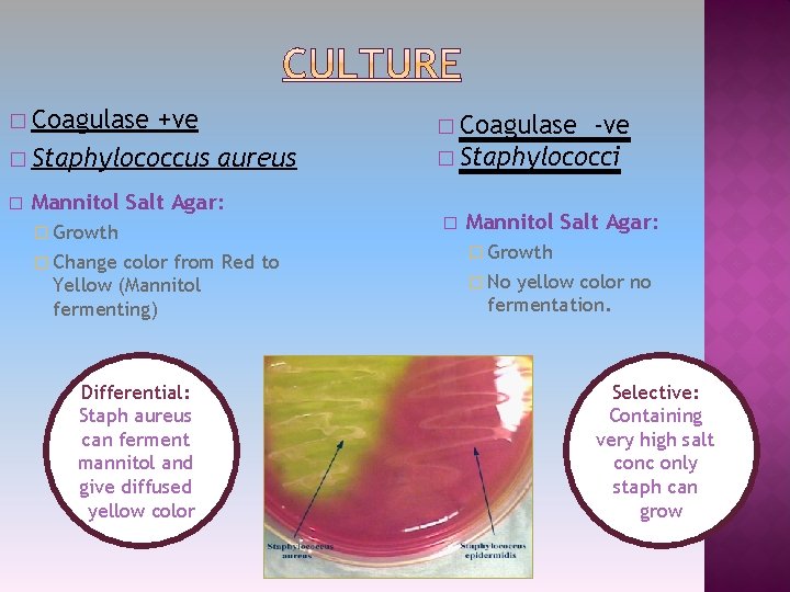� Coagulase +ve � Staphylococcus aureus � � Coagulase -ve � Staphylococci Mannitol Salt