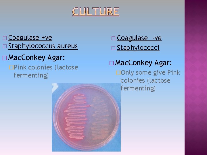� Coagulase +ve � Staphylococcus aureus � Mac. Conkey �Pink Agar: colonies (lactose fermenting)