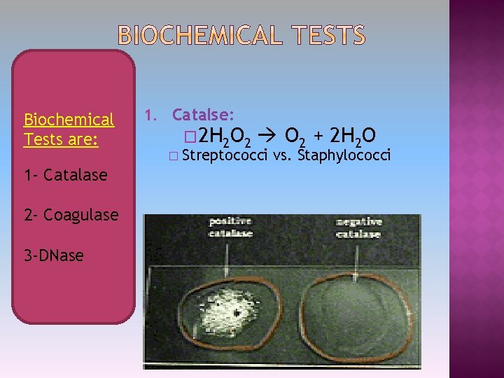 Biochemical Tests are: 1 - Catalase 2 - Coagulase 3 -DNase 1. Catalse: �