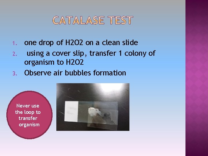 1. 2. 3. one drop of H 2 O 2 on a clean slide