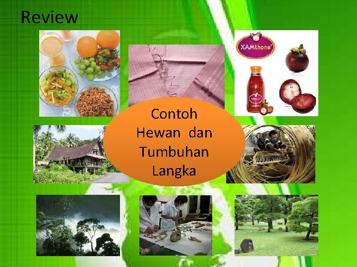 Review Contoh Hewan dan Manfaat Keanekaragaman Tumbuhan Hayati Langka Theresia Oktarina. Krisnawati 