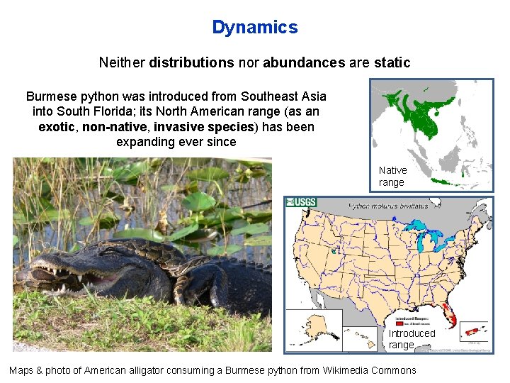 Dynamics Neither distributions nor abundances are static Burmese python was introduced from Southeast Asia