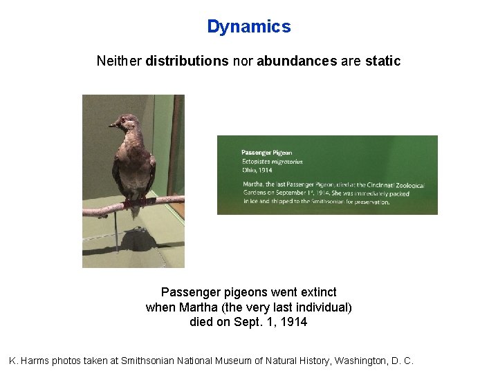 Dynamics Neither distributions nor abundances are static Passenger pigeons went extinct when Martha (the