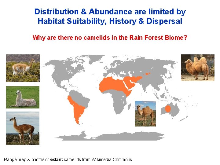 Distribution & Abundance are limited by Habitat Suitability, History & Dispersal Why are there