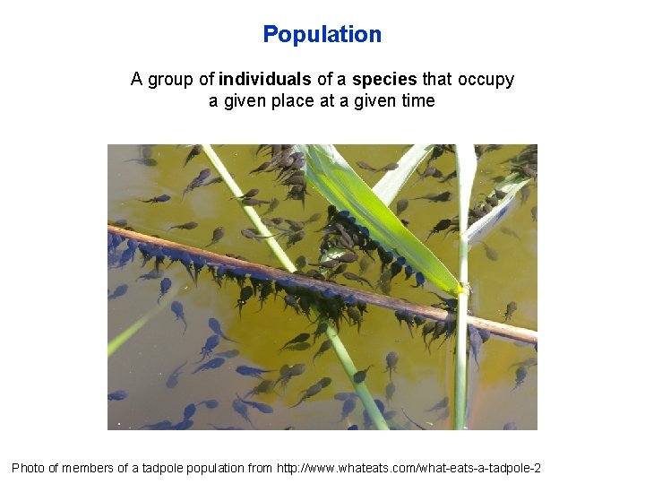 Population A group of individuals of a species that occupy a given place at