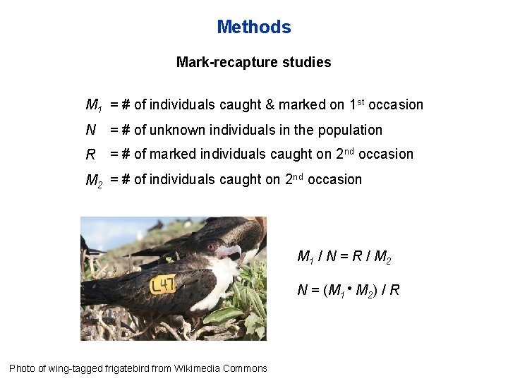 Methods Mark-recapture studies M 1 = # of individuals caught & marked on 1