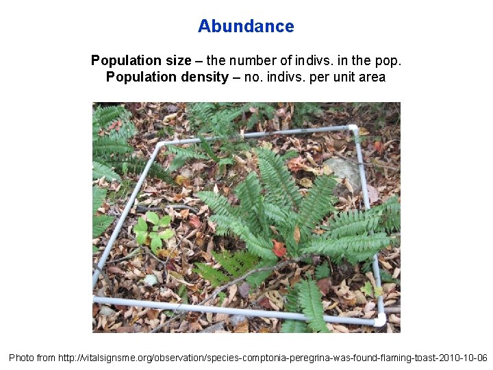 Abundance Population size – the number of indivs. in the pop. Population density –
