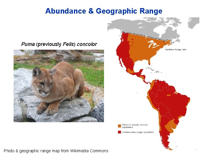 Abundance & Geographic Range Puma (previously Felis) concolor Photo & geographic range map from