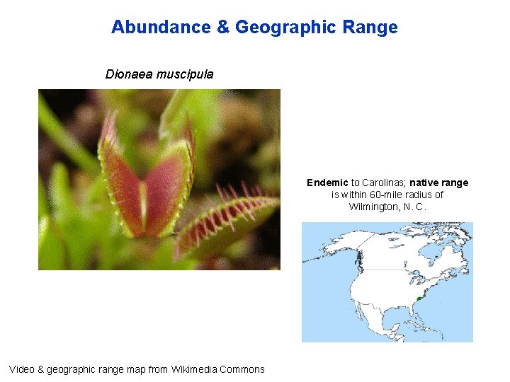 Abundance & Geographic Range Dionaea muscipula Endemic to Carolinas; native range is within 60