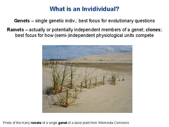 What is an Invidividual? Genets – single genetic indiv. ; best focus for evolutionary