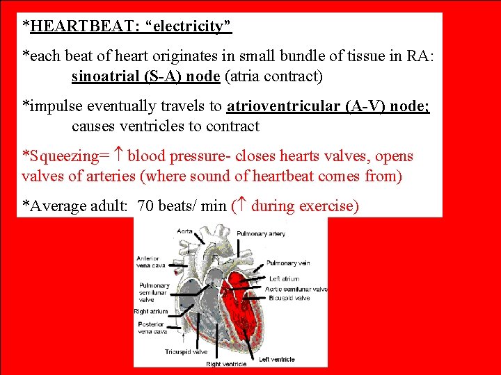 *HEARTBEAT: “electricity” *each beat of heart originates in small bundle of tissue in RA: