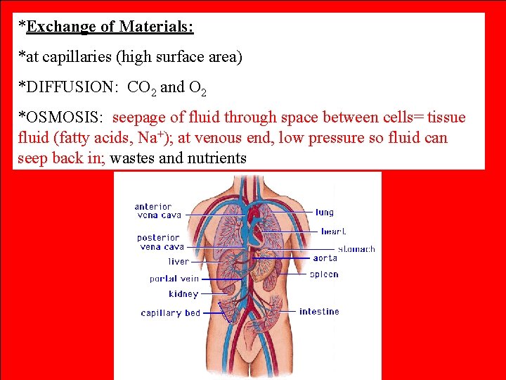 *Exchange of Materials: *at capillaries (high surface area) *DIFFUSION: CO 2 and O 2