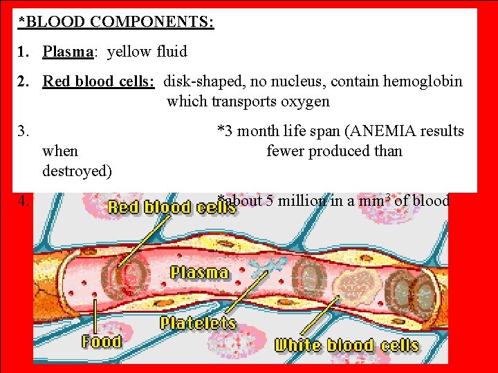 *BLOOD COMPONENTS: 1. Plasma: yellow fluid 2. Red blood cells: disk-shaped, no nucleus, contain