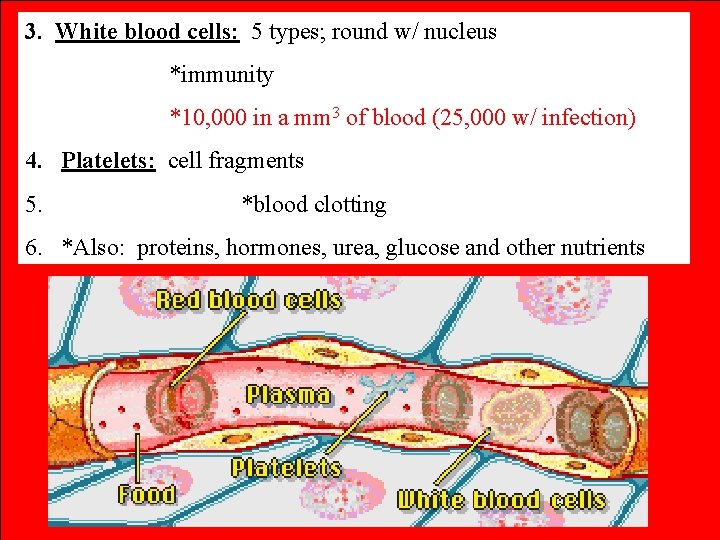 3. White blood cells: 5 types; round w/ nucleus *immunity *10, 000 in a