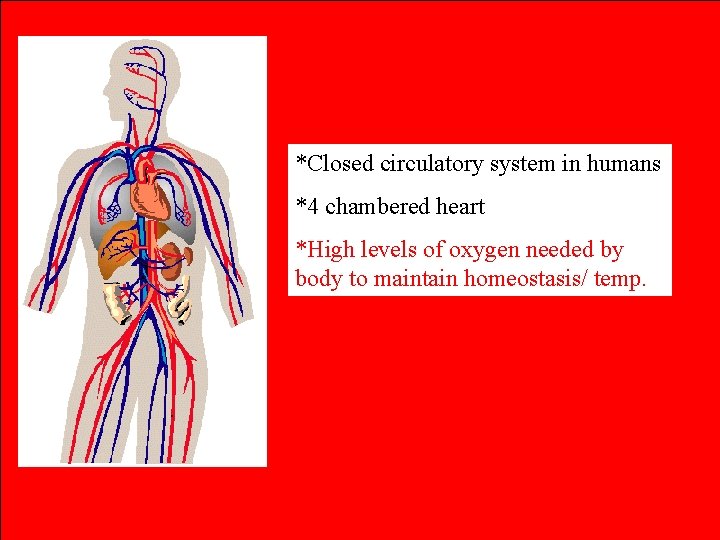 *Closed circulatory system in humans *4 chambered heart *High levels of oxygen needed by