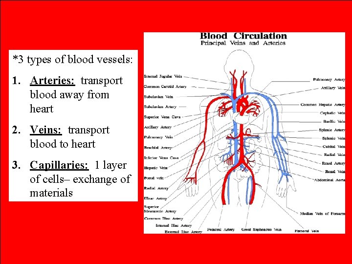 *3 types of blood vessels: 1. Arteries: transport blood away from heart 2. Veins: