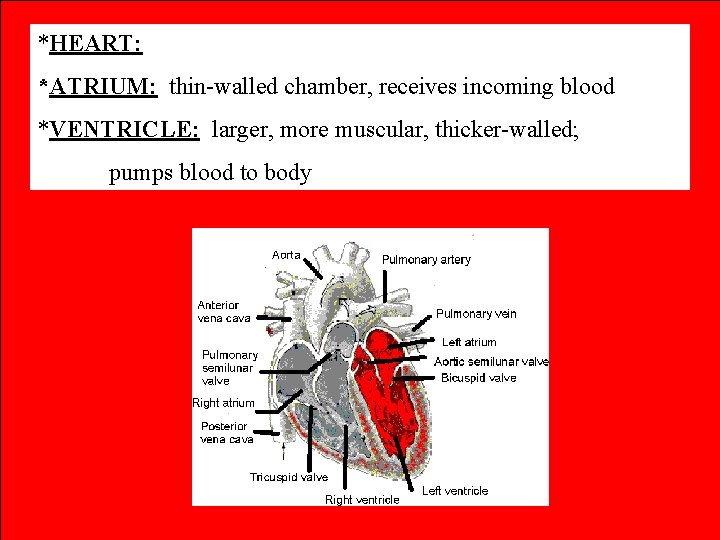 *HEART: *ATRIUM: thin-walled chamber, receives incoming blood *VENTRICLE: larger, more muscular, thicker-walled; pumps blood