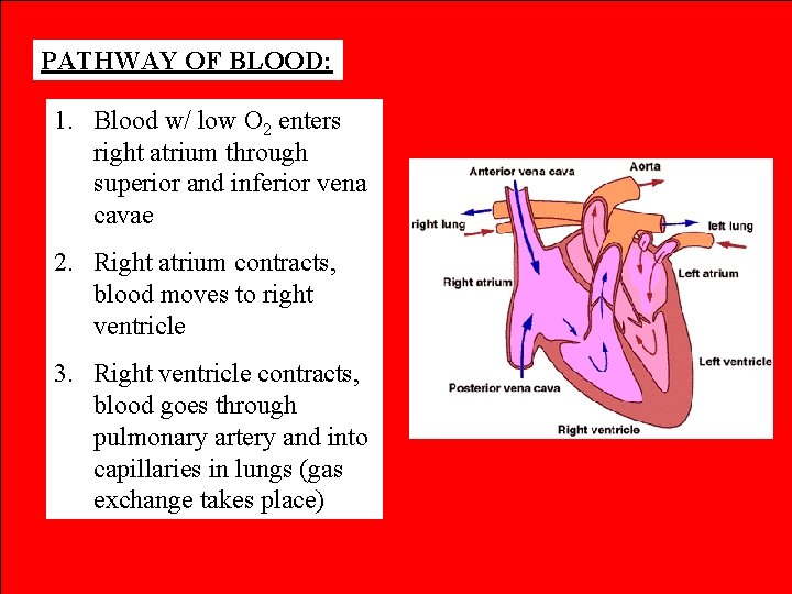 PATHWAY OF BLOOD: 1. Blood w/ low O 2 enters right atrium through superior