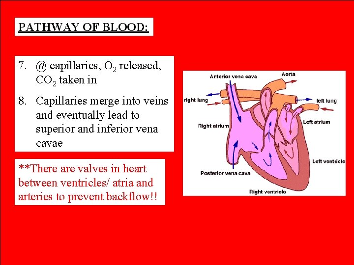 PATHWAY OF BLOOD: 7. @ capillaries, O 2 released, CO 2 taken in 8.