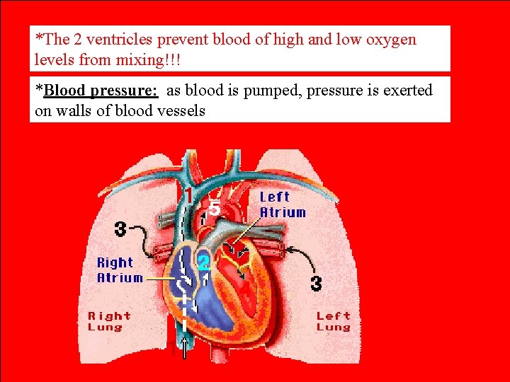 *The 2 ventricles prevent blood of high and low oxygen levels from mixing!!! *Blood