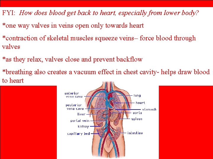 FYI: How does blood get back to heart, especially from lower body? *one way