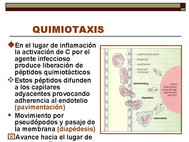 QUIMIOTAXIS u. En el lugar de inflamación la activación de C por el agente