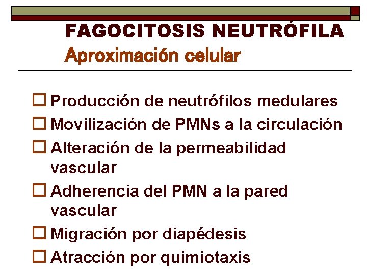 FAGOCITOSIS NEUTRÓFILA Aproximación celular o Producción de neutrófilos medulares o Movilización de PMNs a