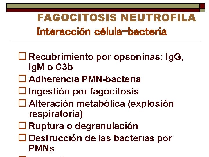 FAGOCITOSIS NEUTROFILA Interacción célula-bacteria o Recubrimiento por opsoninas: Ig. G, Ig. M o C
