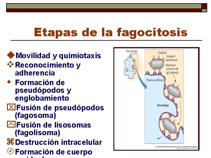 Etapas de la fagocitosis u. Movilidad y quimiotaxis v Reconocimiento y adherencia w Formación