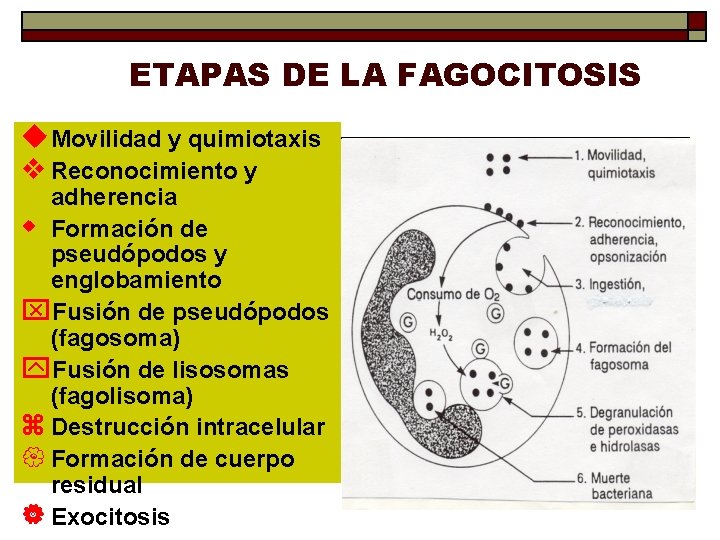 ETAPAS DE LA FAGOCITOSIS u. Movilidad y quimiotaxis v Reconocimiento y adherencia w Formación