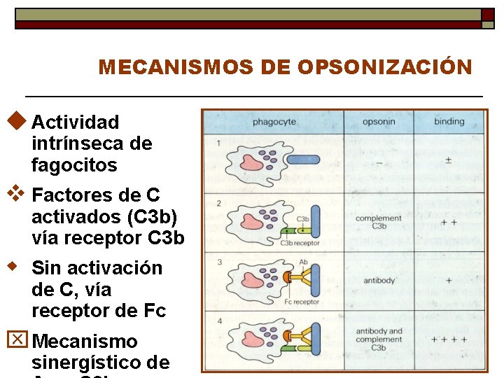 MECANISMOS DE OPSONIZACIÓN u Actividad intrínseca de fagocitos v Factores de C activados (C
