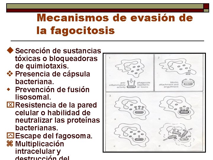 Mecanismos de evasión de la fagocitosis u Secreción de sustancias tóxicas o bloqueadoras de