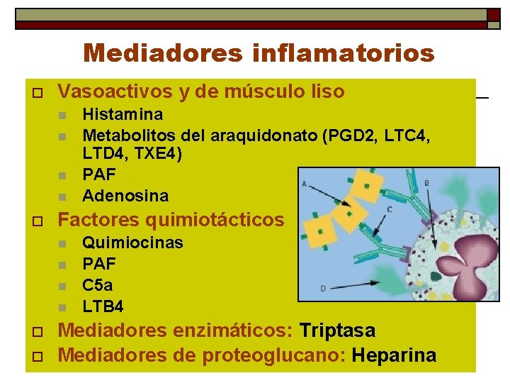 Mediadores inflamatorios o Vasoactivos y de músculo liso n n o Factores quimiotácticos n