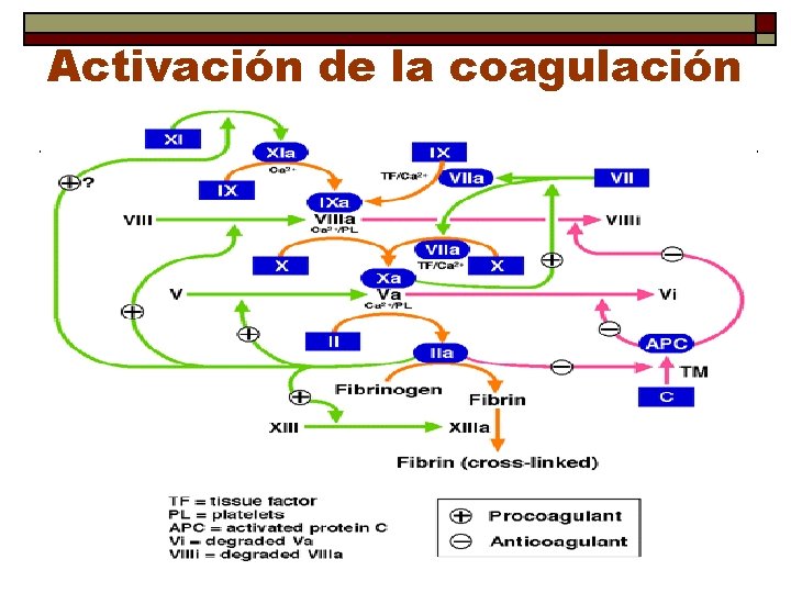Activación de la coagulación 