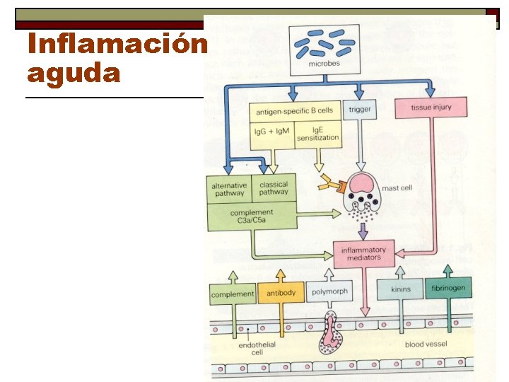 Inflamación aguda 