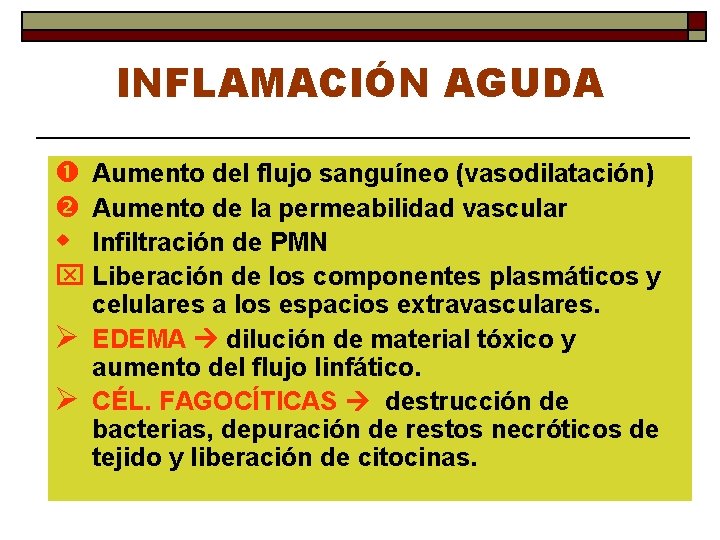 INFLAMACIÓN AGUDA Aumento del flujo sanguíneo (vasodilatación) Aumento de la permeabilidad vascular w Infiltración