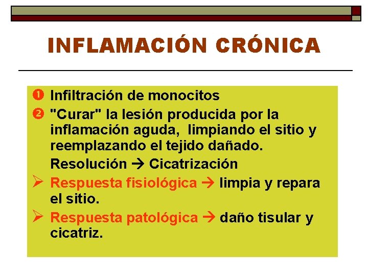 INFLAMACIÓN CRÓNICA Infiltración de monocitos "Curar" la lesión producida por la Ø Ø inflamación