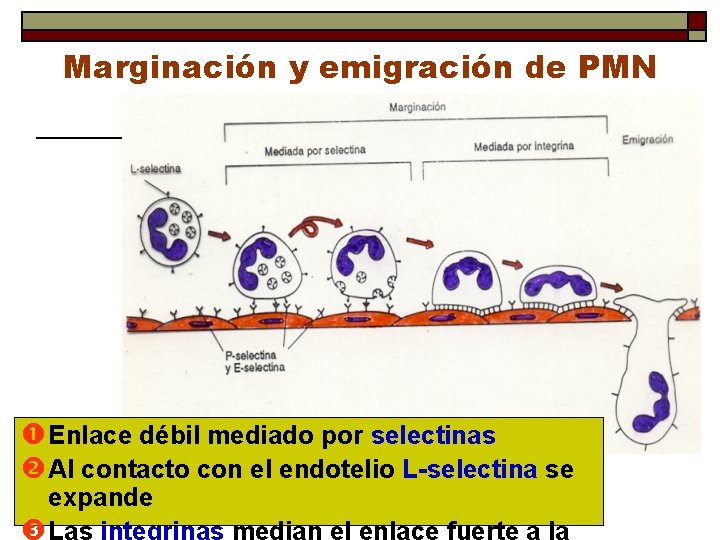 Marginación y emigración de PMN Enlace débil mediado por selectinas Al contacto con el