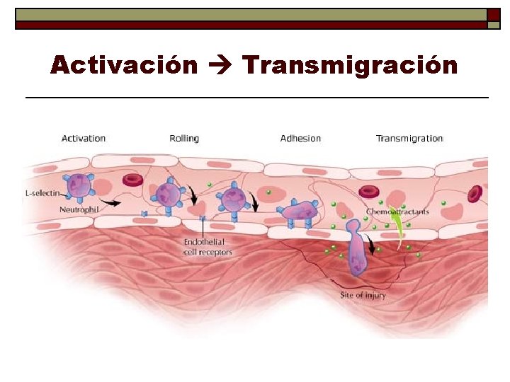 Activación Transmigración 