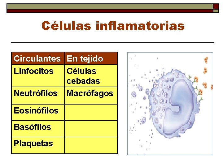 Células inflamatorias Circulantes En tejido Linfocitos Células cebadas Neutrófilos Macrófagos Eosinófilos Basófilos Plaquetas 