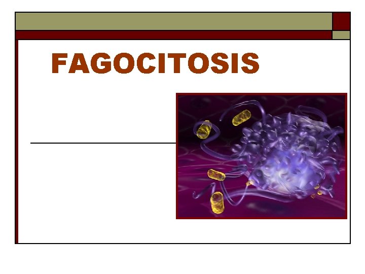 FAGOCITOSIS 