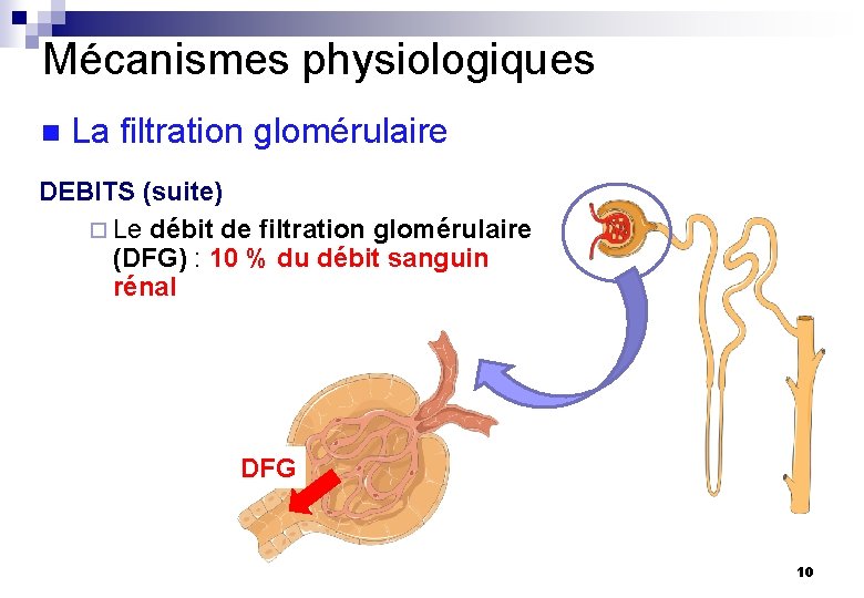 Mécanismes physiologiques n La filtration glomérulaire DEBITS (suite) ¨ Le débit de filtration glomérulaire