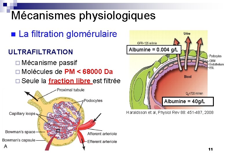 Mécanismes physiologiques n La filtration glomérulaire ULTRAFILTRATION Albumine = 0. 004 g/L ¨ Mécanisme