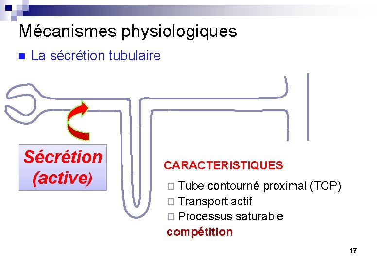 Mécanismes physiologiques n La sécrétion tubulaire Sécrétion (active) CARACTERISTIQUES ¨ Tube contourné proximal (TCP)