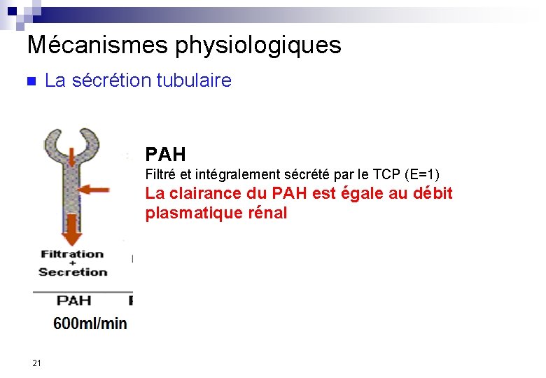 Mécanismes physiologiques n La sécrétion tubulaire PAH Filtré et intégralement sécrété par le TCP
