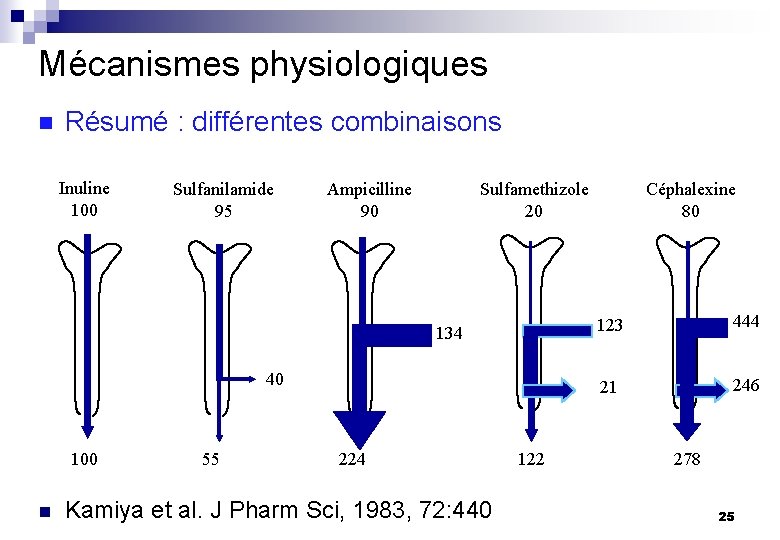 Mécanismes physiologiques n Résumé : différentes combinaisons Inuline 100 Sulfanilamide 95 Ampicilline 90 Sulfamethizole