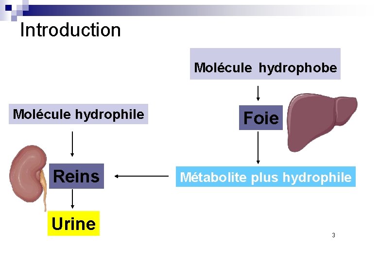 Introduction Molécule hydrophobe Molécule hydrophile Reins Urine Foie Métabolite plus hydrophile 3 